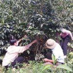 Thực hiện hoạt động Dự án “Phát triển cộng đồng cho người nông dân sản xuất cà phê tại tỉnh Sơn La, Việt Nam” tháng 3 năm 2022
