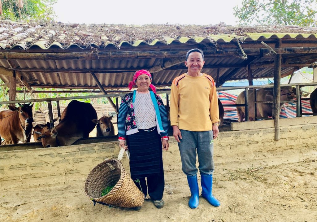 Mô hình chăn nuôi bò thịt hiệu quả của gia đình ông bà Vàng A Cau dân tộc Mông được hỗ trợ từ Dự án ACIAR, mã số LPS/2015/037 trong phát triển kinh tế hộ gia đình.